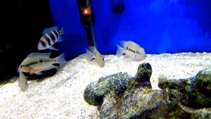 Аквариумная рыба -Цихлазома Меека ( Красногорлая), Цихлиды Малави