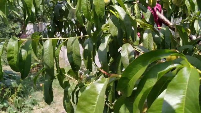 Ранний сорт Персик Спринг Голд смотреть онлайн