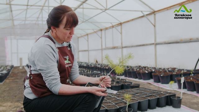 СОСНА ГОРНАЯ ГОЛД ГЛОУ ПРИВИВКА ВЕСНОЙ | СОСНА ГОРНАЯ