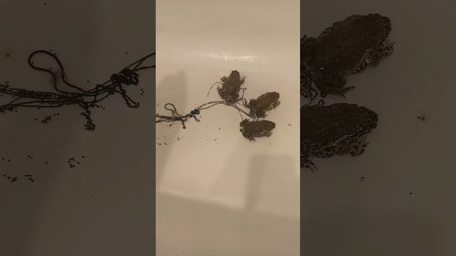 С🐸кс зелёных жаб. Как происходит зачатие потомства у жаб