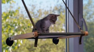 О чем думают и мечтают кошки?