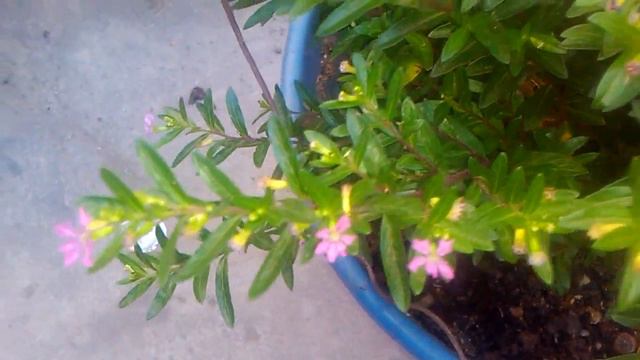 planta Mosquito- mosquito plant смотреть онлайн