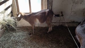 Нужно ли кастрировать козлят, козла