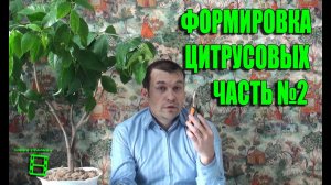 Формировка цитрусовых. Часть 2. Метод спирали. #Цитрусовые