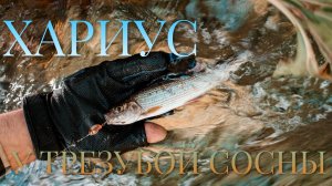 ХАРИУС У ТРЕЗУБОЙ СОСНЫ. Новая речка! Ловля хариуса на вертушки.