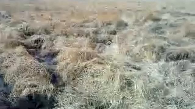 Путешественники продолжают свой путь через болото смотреть онлайн