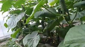 Огурец Муссон