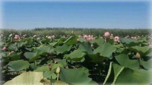 Долина лотосов