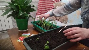 ЛЕГЕНДАРНЫЙ СОРТ ТОМАТА " БАТЯНЯ"