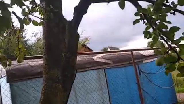 Груша на рябине. Сбор урожая ранней груши. Сад Копейки 13.08.2021 смотреть онлайн