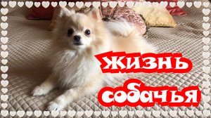 Жизнь собачья. Боня.??? Померанский шпиц. Забавные животные. Pomeranian. Funny animals.