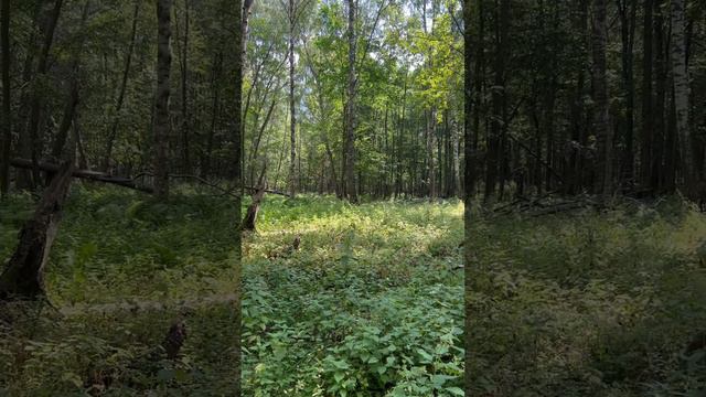 Пятнистые олени. смотреть онлайн