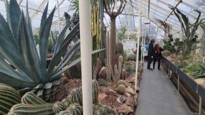 Про кактусы в Сиэтле. Гуляю по аранжерее.