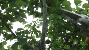 Абрикос.ЛЕТНЯЯ ОБРЕЗКА АБРИКОСА. Сдерживание кроны, как обрезать.