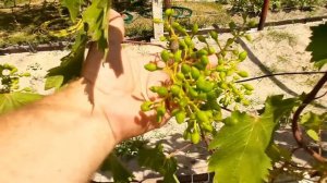 Подкормка для лучшего опыления винограда.Бор и Цинк.Результат опыления.
