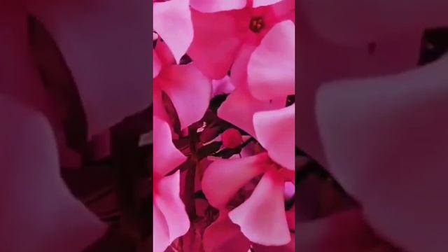 Хороших выходных ,друзья.Всего доброго и всего желанного! смотреть онлайн