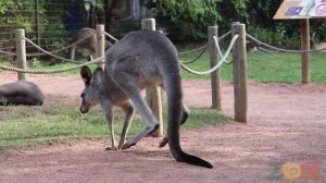 Eastern Grey Kangaroo Anatomy: Fort Wayne Children's Zoo