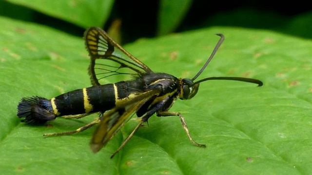 Сад Огород - выпуск 2 смотреть онлайн