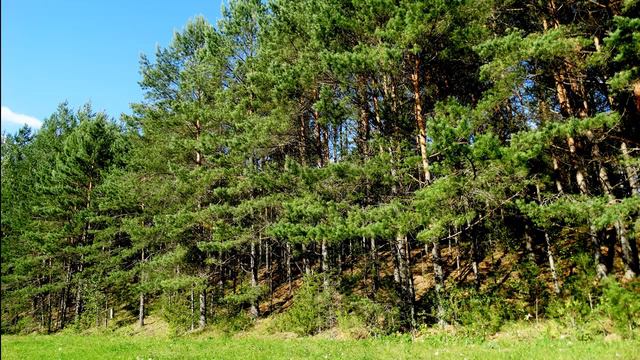 Релакс. Звуки природы подарят хорошее настроение на весь день