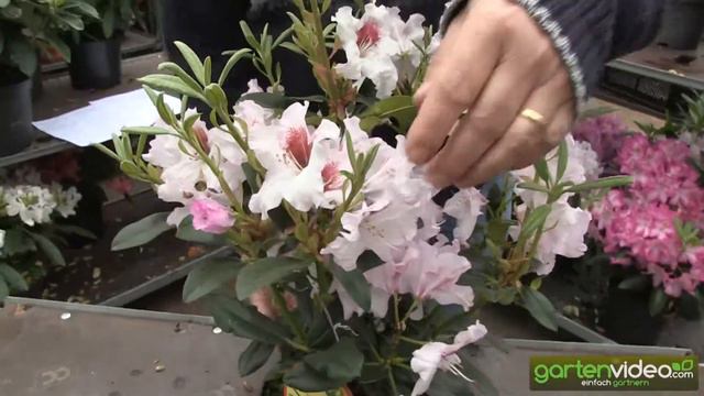 Rhododendron Hybride Graffito смотреть онлайн