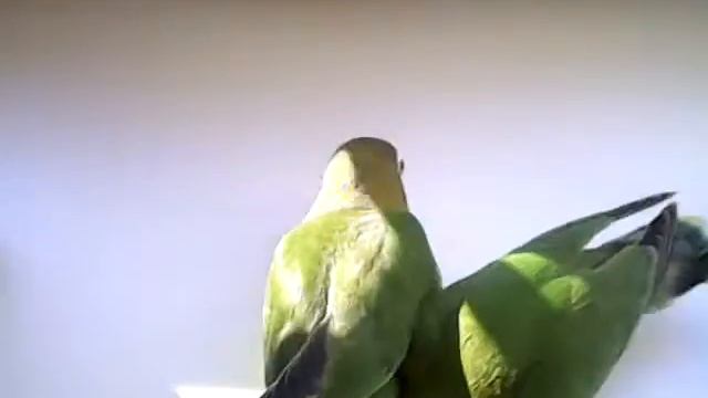Продажа ручных птенцов попугаев в Москве. FOR SALE. смотреть онлайн