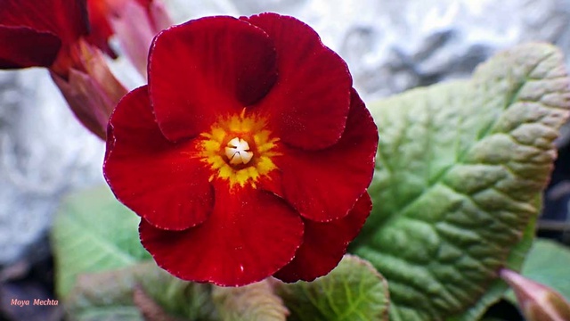 ✿Нежное сердце - Сергей Чекалин✿ смотреть онлайн