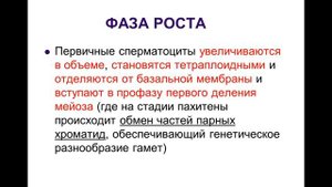 Мужская половая система.