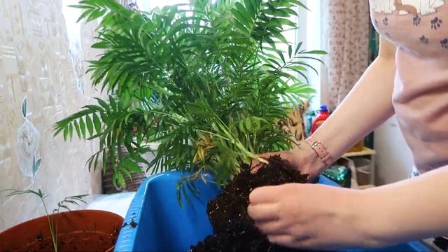 Пересадка Пальма ХАМЕДОРЕЯ/ Грунт для хамедореи