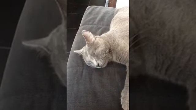 Кошачий кошмар
