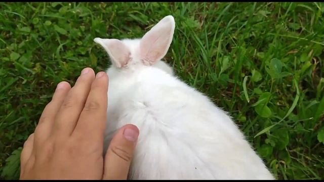 Самая красивая порода кроликов. Уход за Гермелинами. смотреть онлайн