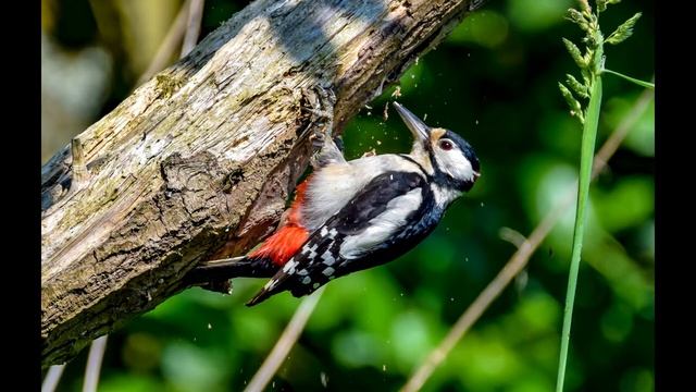 Михаил Пришвин - Лесной доктор смотреть онлайн