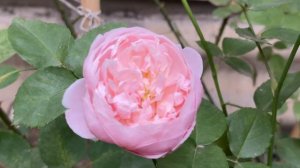 Many Facets of  Rosa 'Wisley 2008' || David Austin