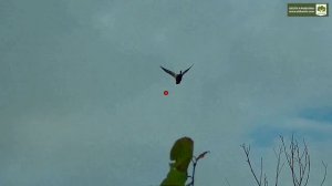 Прекрасная охота на утку в начале сентября. +18