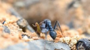 MYRMECIA PILOSULA | Жизнь в природе.