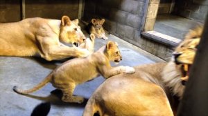 Lion Cubs Meet Dad - Cincinnati Zoo