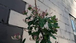 Наша Жимолость каприфоль  (Lonícera caprifólium) на даче 01.06.2021