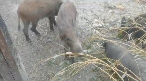 Дикий кабан секач Фунтик поедает листву и ветки