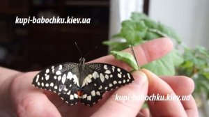 живая бабочка и куколка парусник лимонный (papilio demoleus)