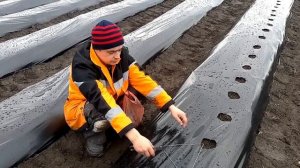 5000 ЗА ДЕНЬ!!! САЖАЕМ КЛУБНИКУ!!! как правильно и быстро посадить клубнику