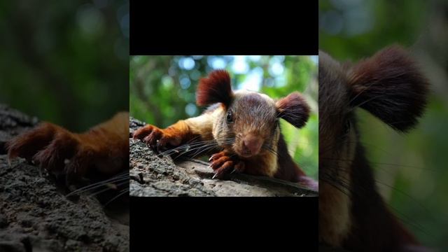 Индийская гигантская белка.Ратуфа смотреть онлайн