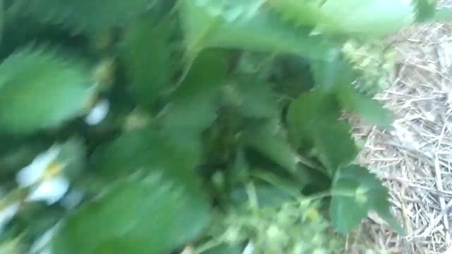 Клубника. Сорт Клери. Состояние на 04.05.19. Уборка. смотреть онлайн