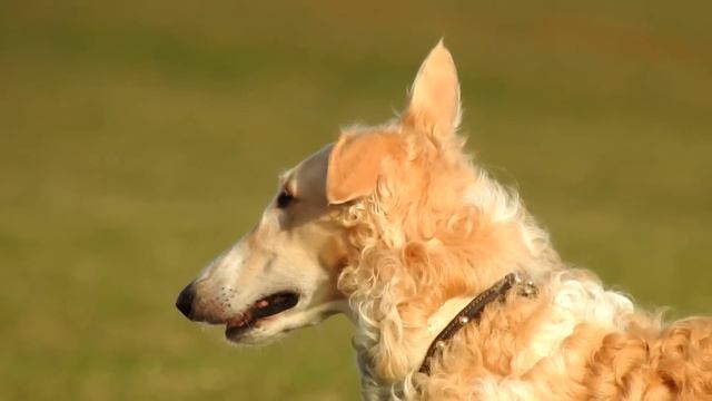 Конный клуб смотреть онлайн