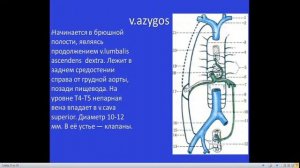 Анатомия венозной системы.