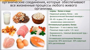 Зачем нам нужен белок и сколько