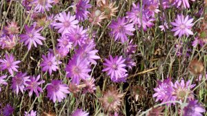 Заяц и лиловый бессмертник.