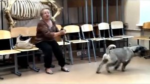 Отзыв о курсе воспитания собак в школе "Компаньон" (миттельшнауцер)