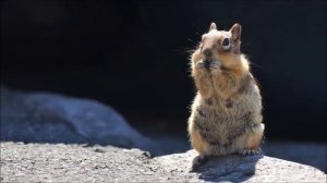 Смешные белки 01 Юмор и приколы с белками