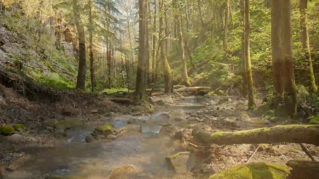 Мой любимый край. Природа Краснодарского края смотреть онлайн