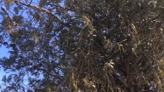 Зимний день в Крыму. Заканчиваю потолочное перекрытие каркасника. смотреть онлайн