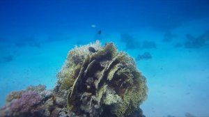Египет 2021/ Под водой, красное море, дельфины, коралловые сады